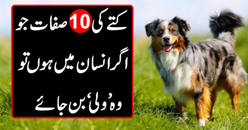 کتے کی دس صفات